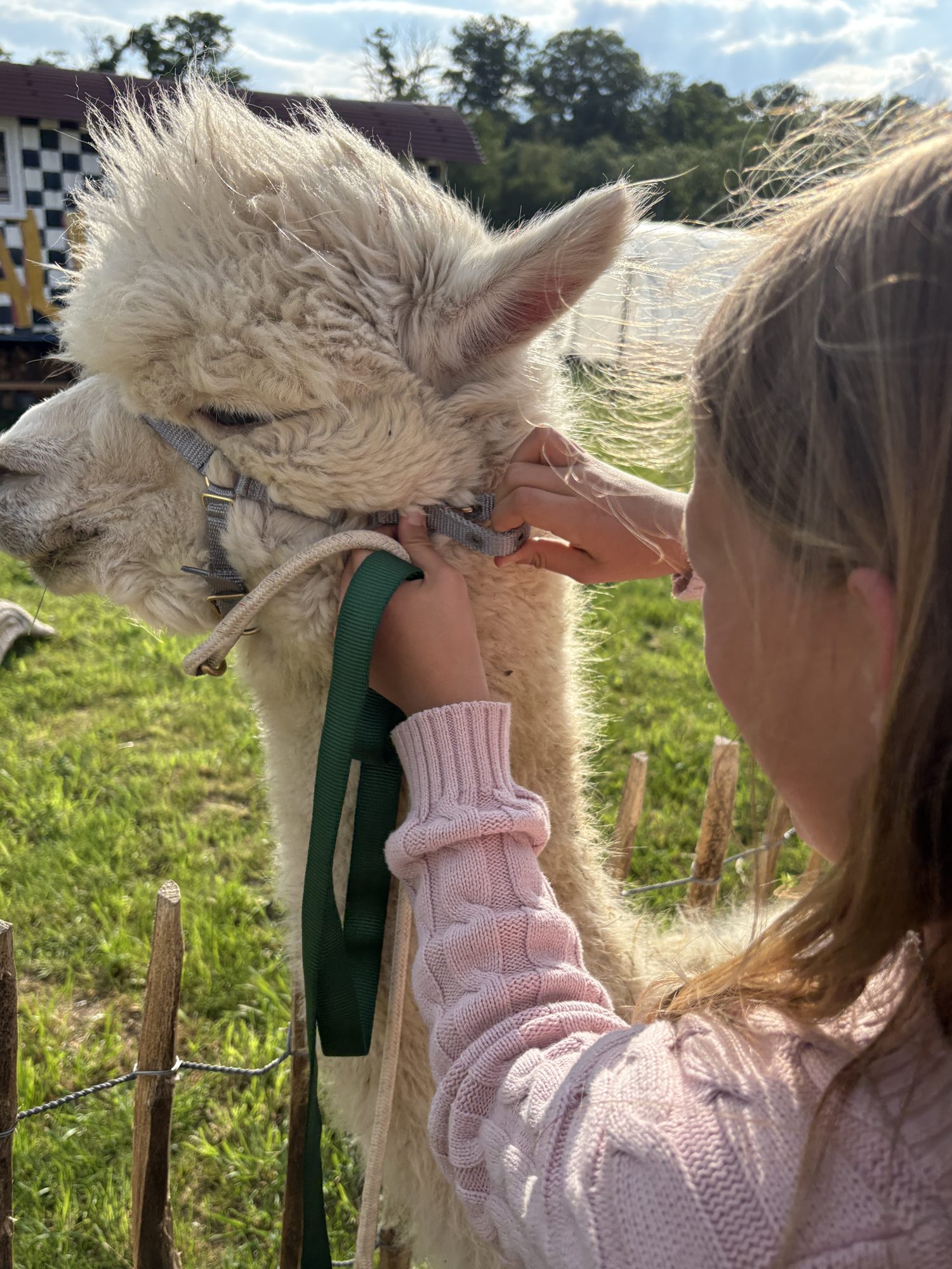 Kind bei einem Alpaka auf der Wiese